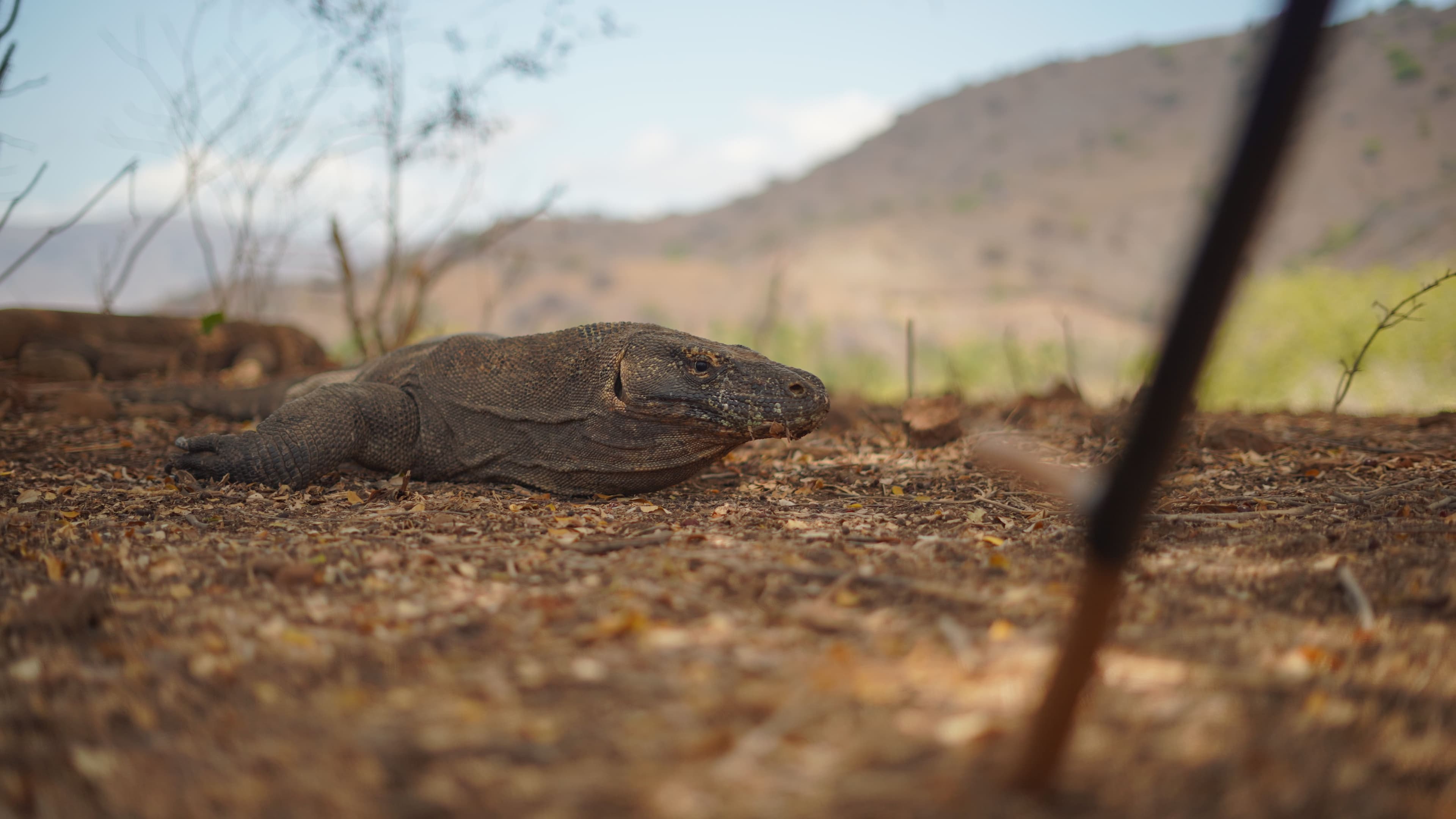 Le fameux dragon Komodo